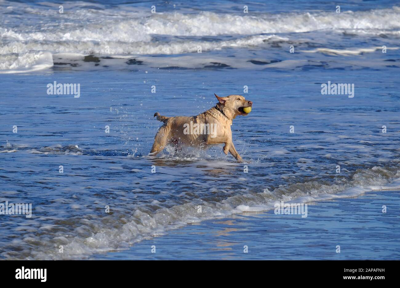 labrador dog running in sea carrying ball in mouth, holkham beach, north norfolk, england Stock Photo