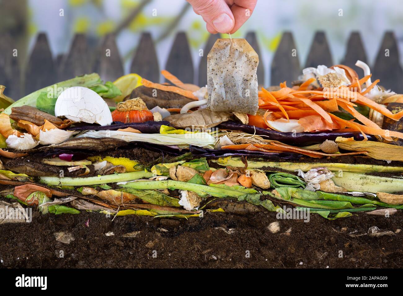 Male hand adding a biodegradable teabag to a colorful compost heap consisting of rotting kitchen leftovers Stock Photo
