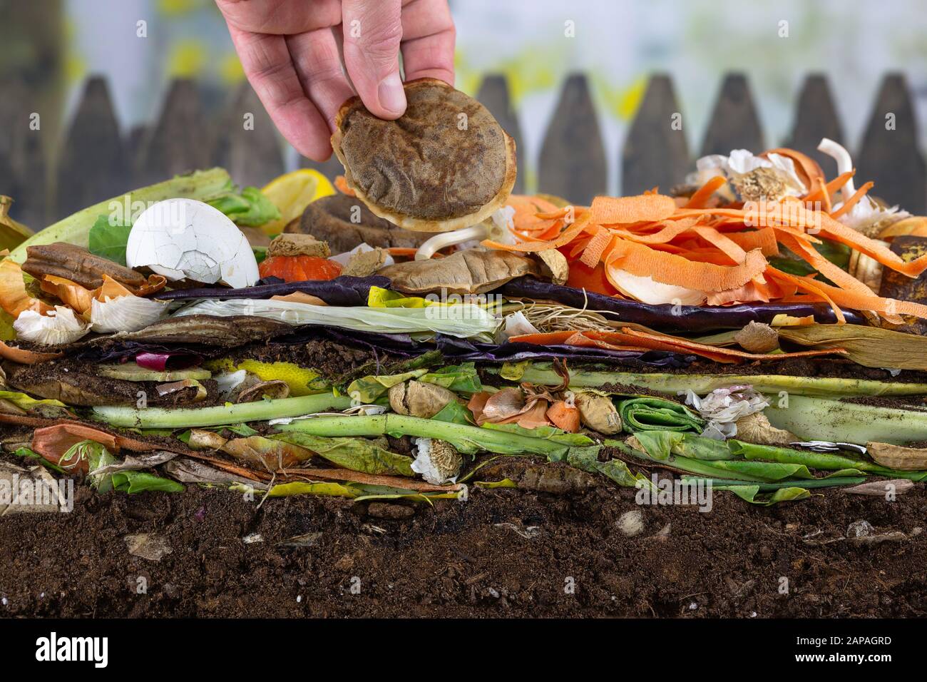 Male hand adding a biodegradable coffeepad to a colorful compost heap consisting of rotting kitchen leftovers Stock Photo