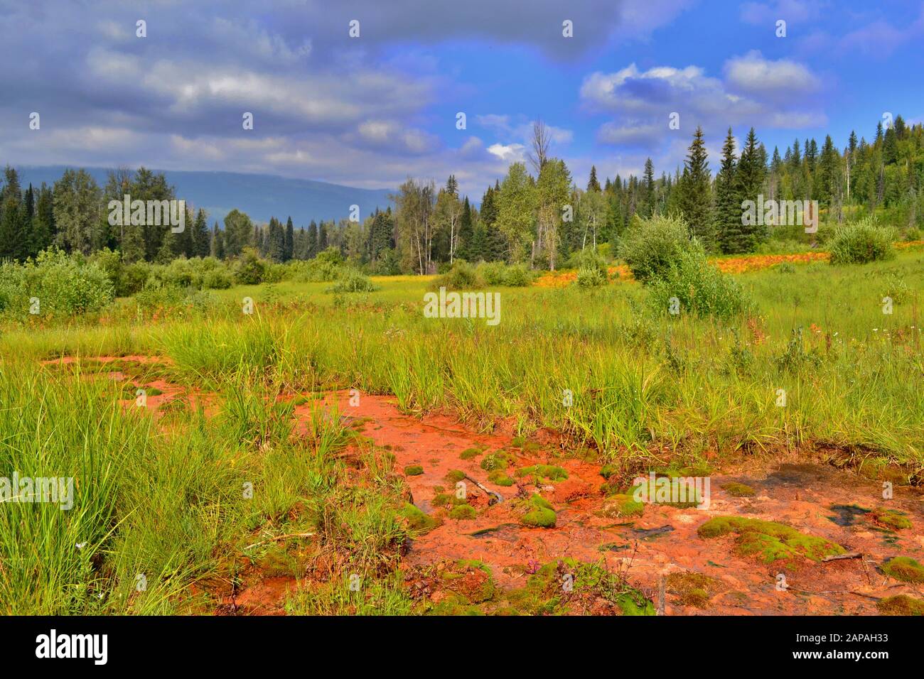 Mineral springs in Kootenay National Park, Canada. Beautiful colorful green and orange ground, blue sky with white clouds. Stock Photo