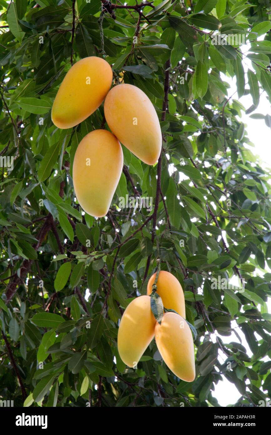 Mangos fruits tree hanging branch frech chiang Mai chiangmai Thailand Stock  Photo - Alamy, image size:866x1390