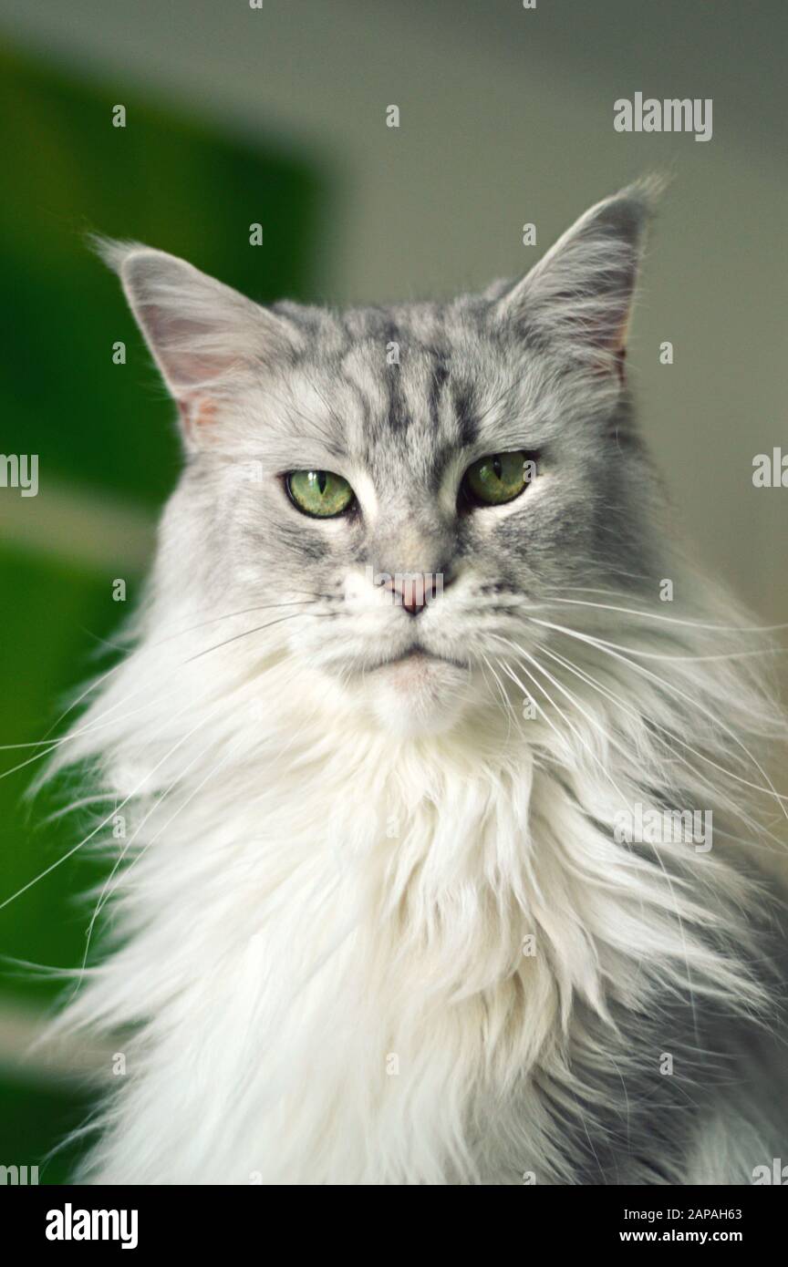 Beautiful maine coon cat. Large breed cat Stock Photo Alamy