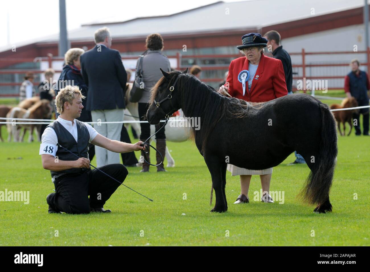 Shetland Pony Festival and Breed show that was held in Shetland in 2009 ...