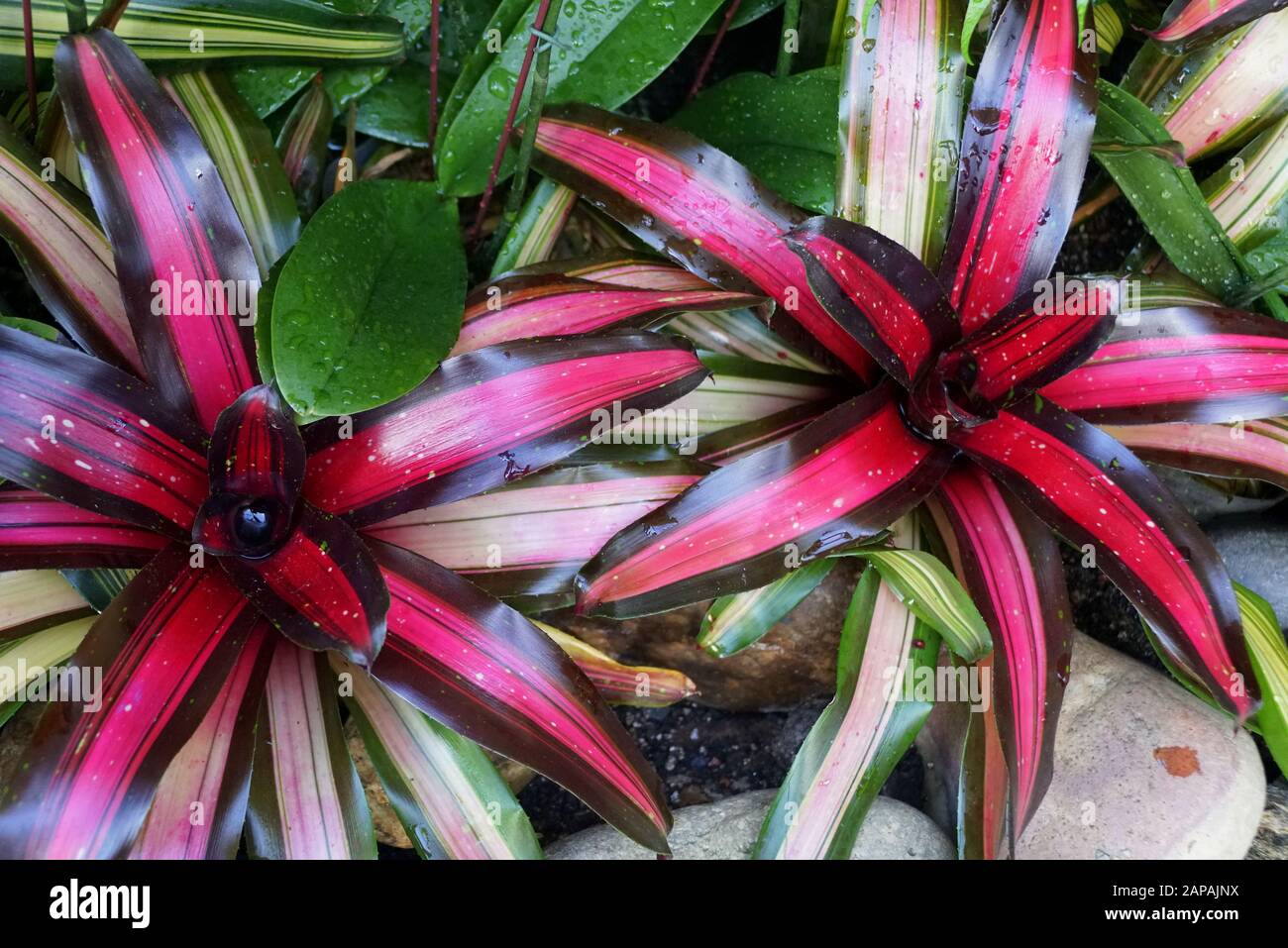 Mixed color of green, red and black yellow leaves of Aechmea 'Tropic Torch' Stock Photo