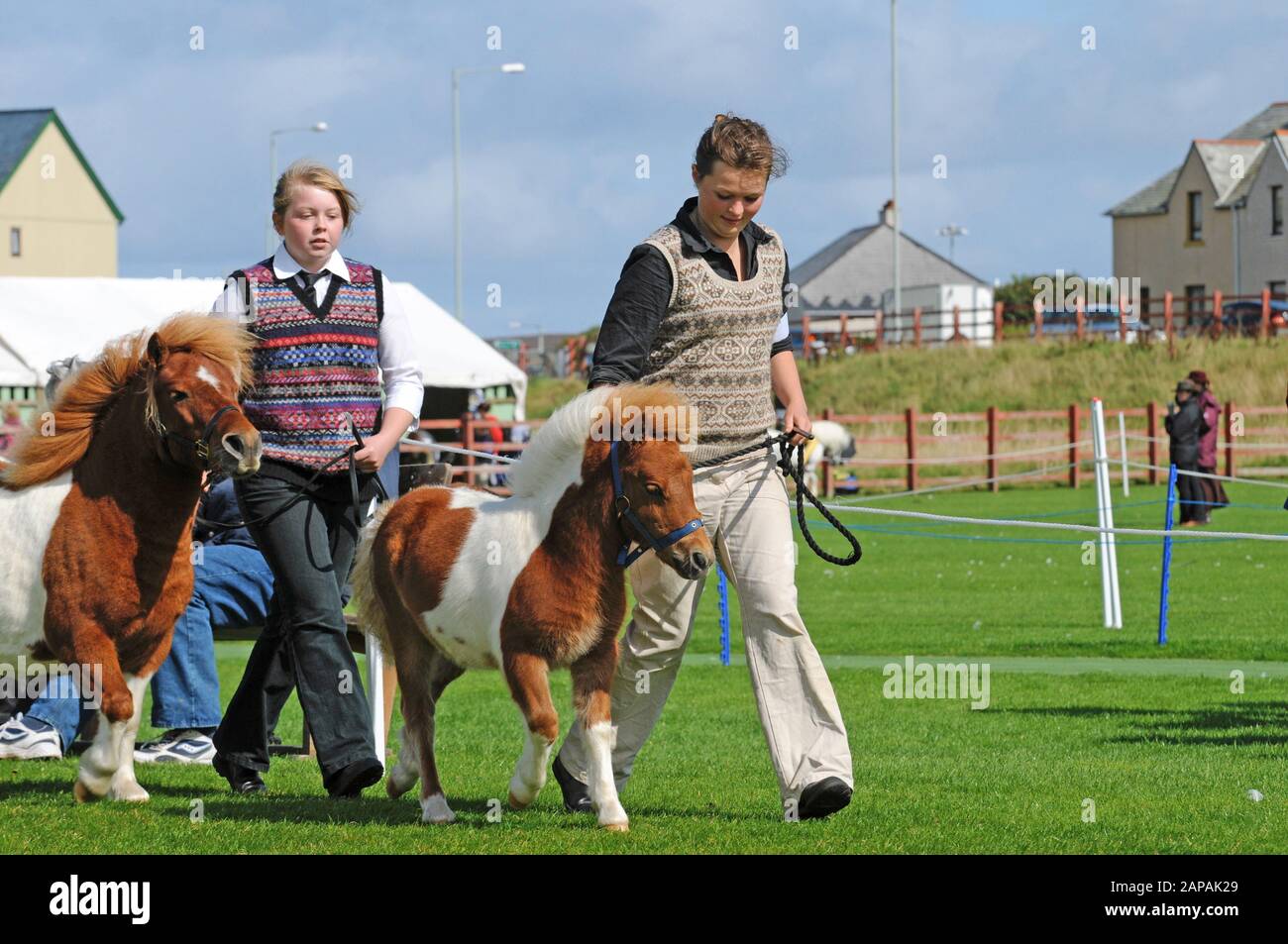 Shetland Pony Festival and Breed show that was held in Shetland in 2009 ...