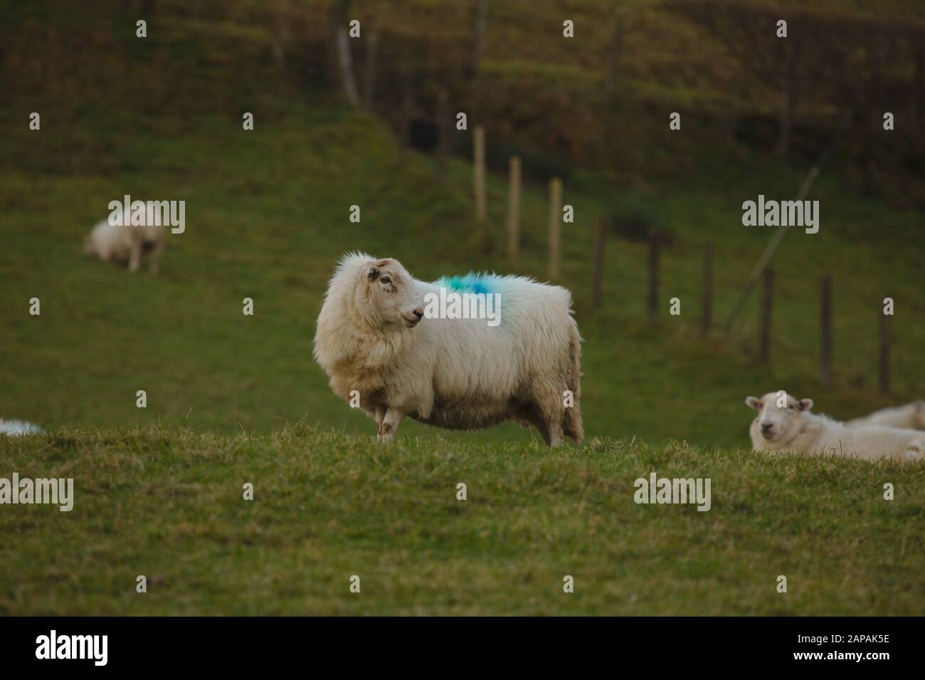 Sheep standing in field. Winter. Wales. UK Stock Photo - Alamy
