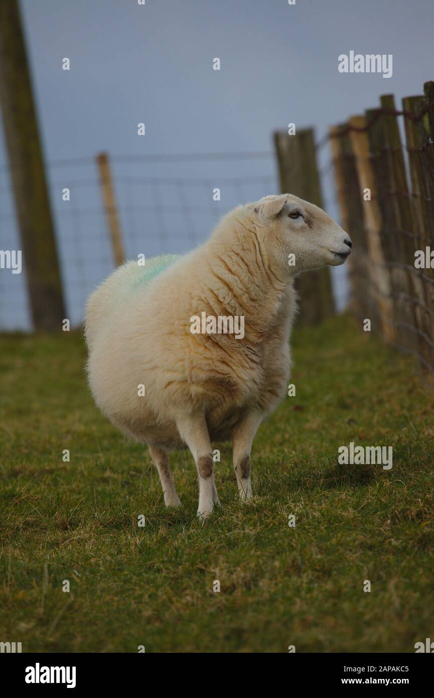 Sheep standing in field. Winter. Wales. UK Stock Photo - Alamy