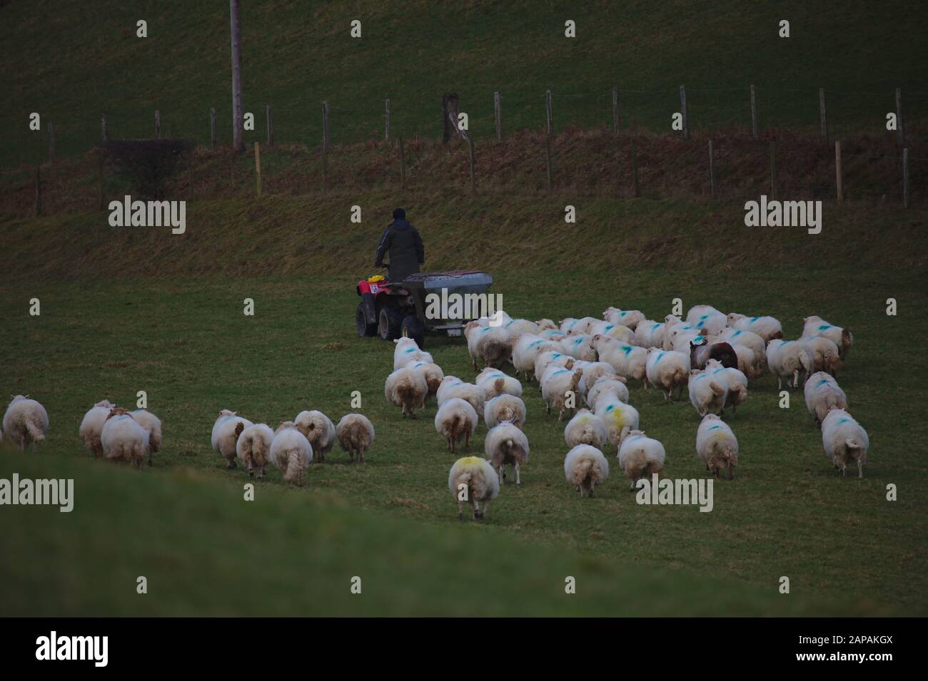 Sheep following farmer on his quadbike.  Winter. Wales. UK Stock Photo