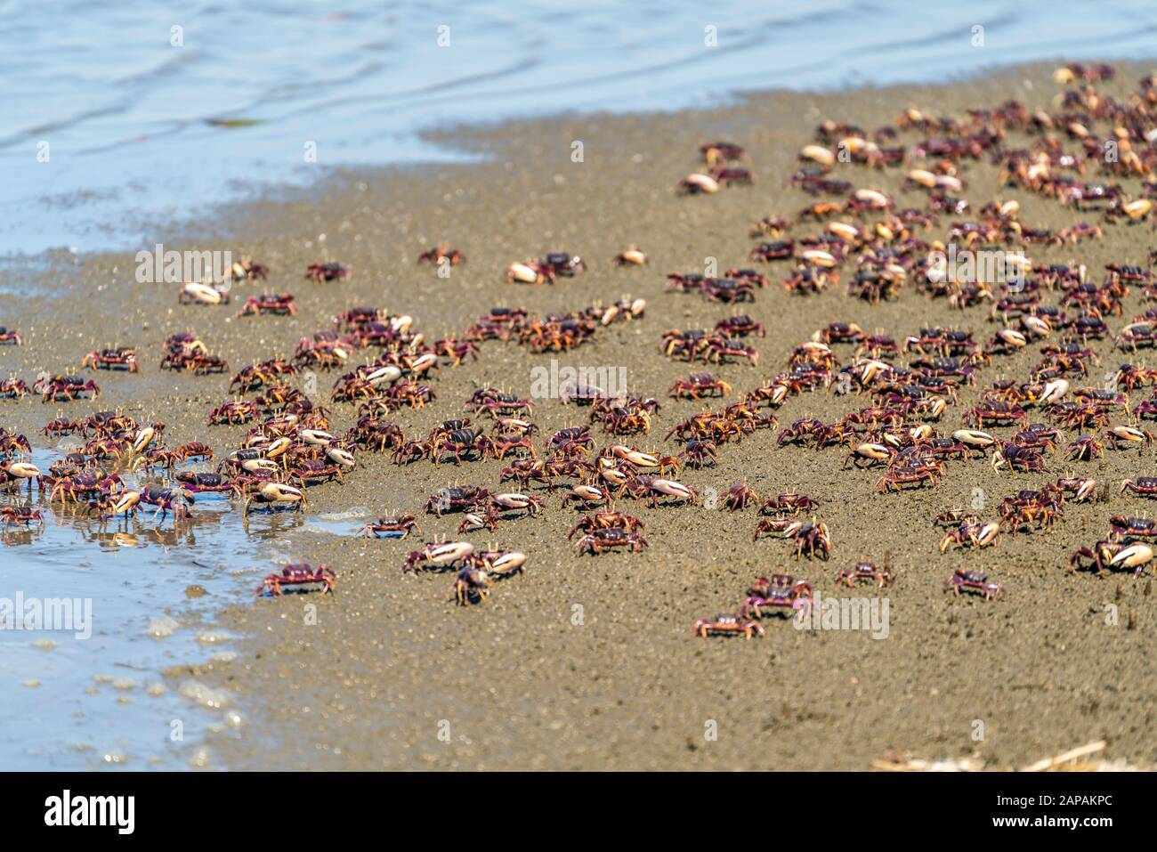Winkerkrabben am Strand von Tanji, Gambia, Westafrika  |  Fiddler crabs at the beach in  Tanji, Gambia, West Africa, Stock Photo