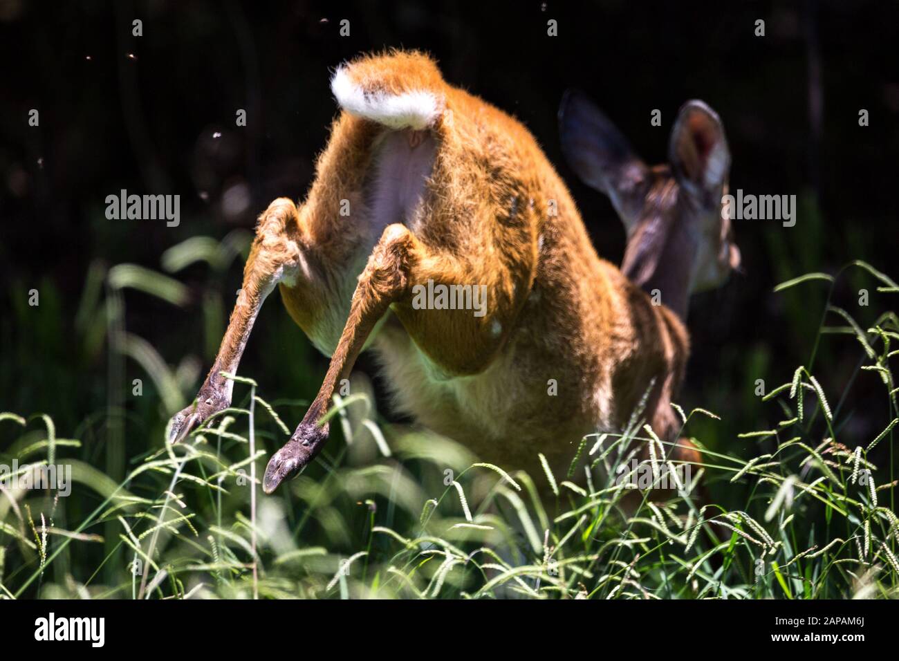 Close up of a fleeing antelope, focus on the hooves, South Africa Stock Photo