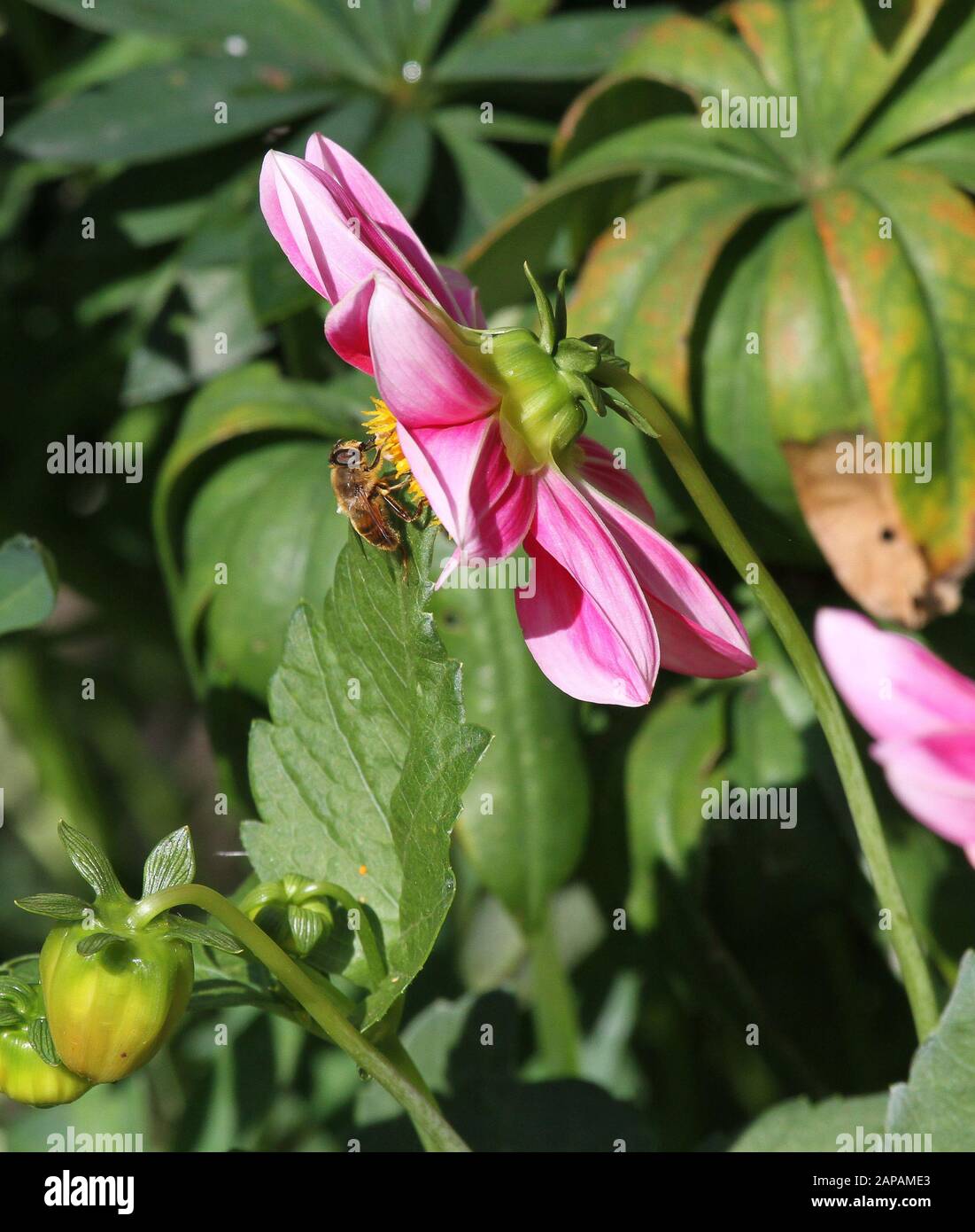 UK garden insect on pink dahlia head on sunny summer day with green foliage in background. Stock Photo
