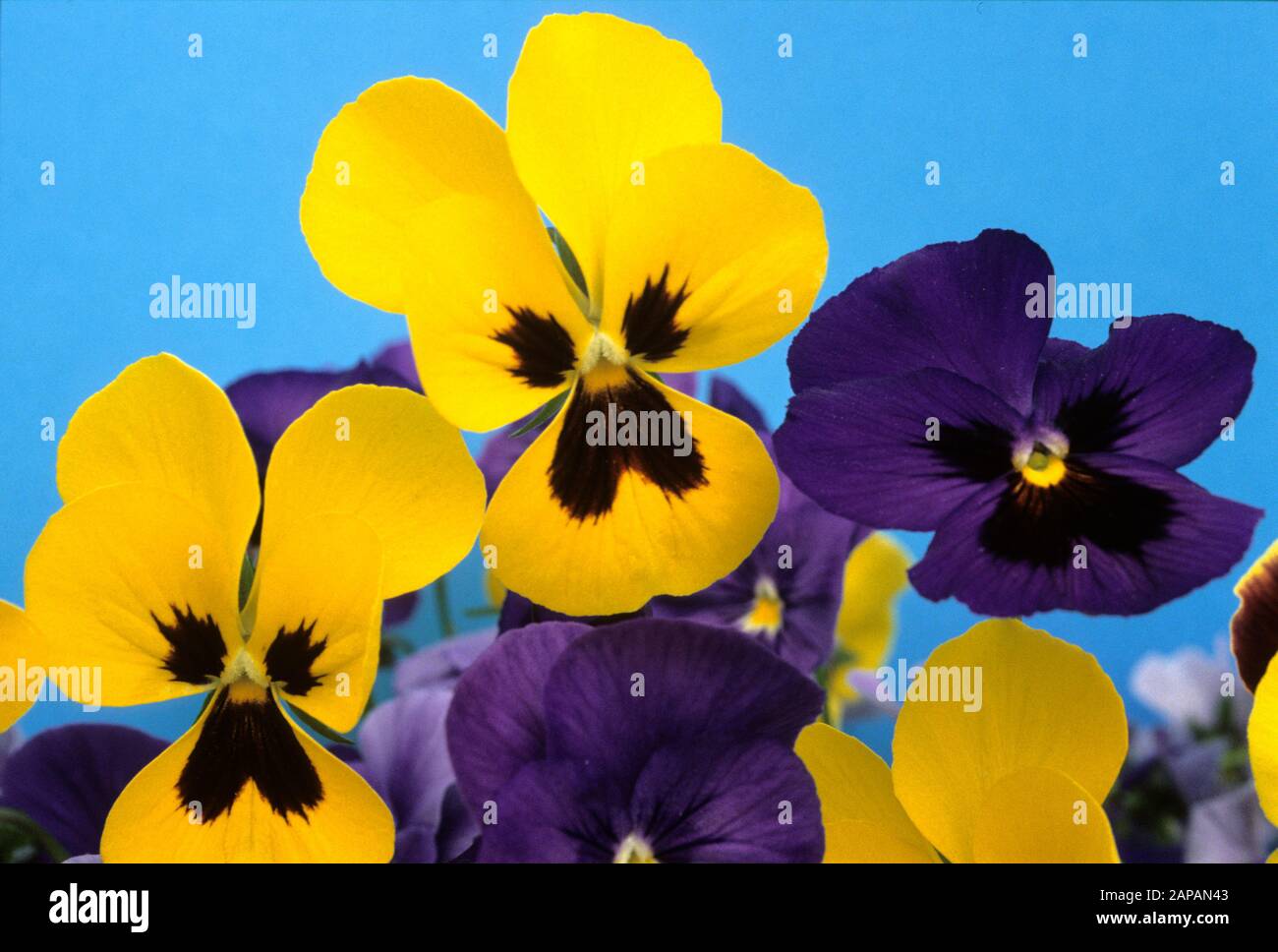 yellow and lilac pansy violets on blue background Stock Photo