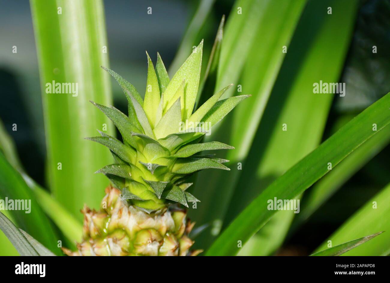 The crown of tiny pineapple Ananas Comosus fruit Stock Photo Alamy