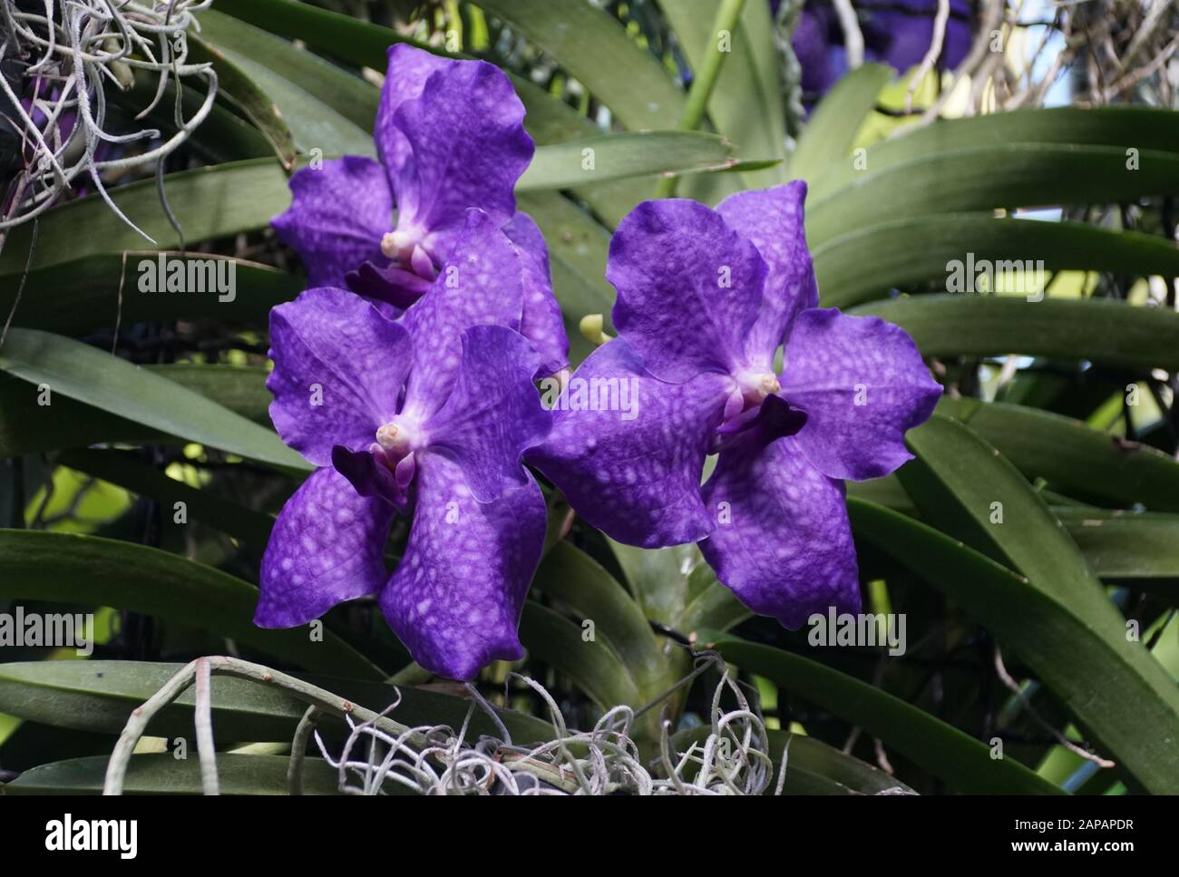 Beautiful clusters of violet blue Vanda orchid flowers Stock Photo