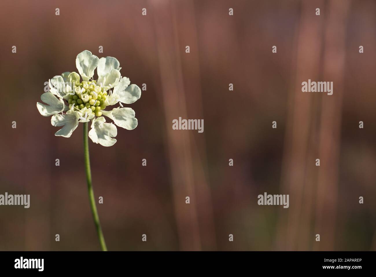 White wildflower Pycnocomon rutifolium (Dipsacaceae) isolated on brown background Stock Photo