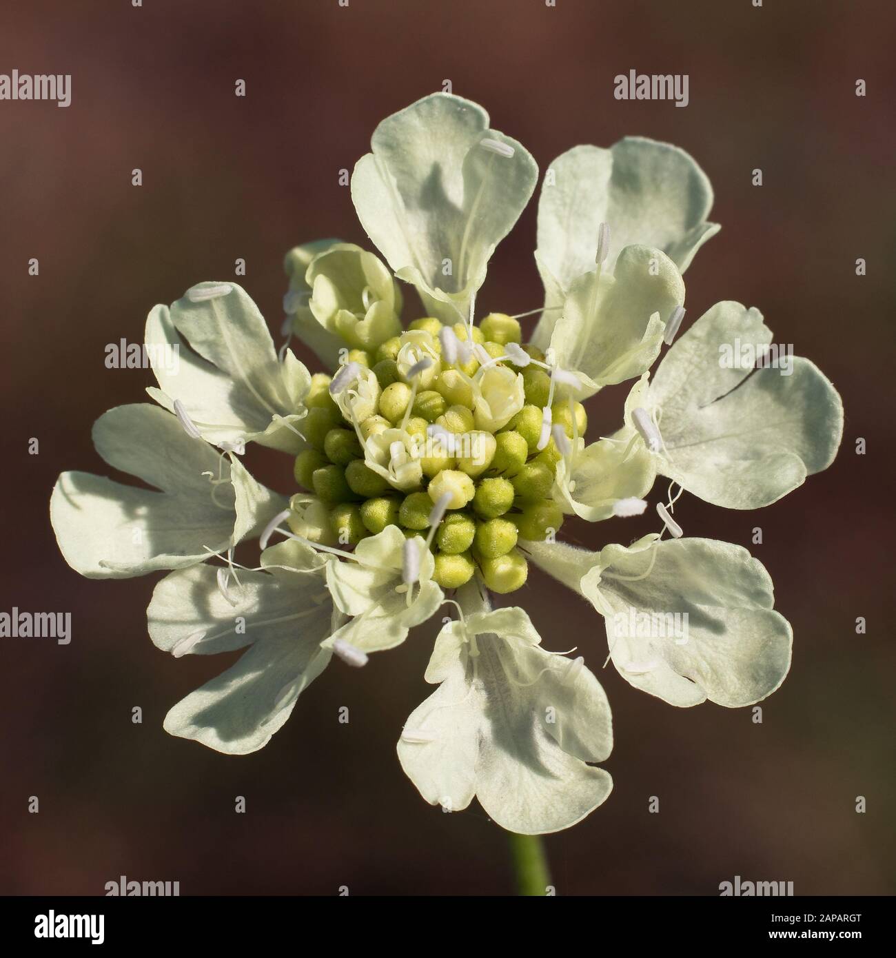 White wildflower Pycnocomon rutifolium (Dipsacaceae) isolated from brown background Stock Photo