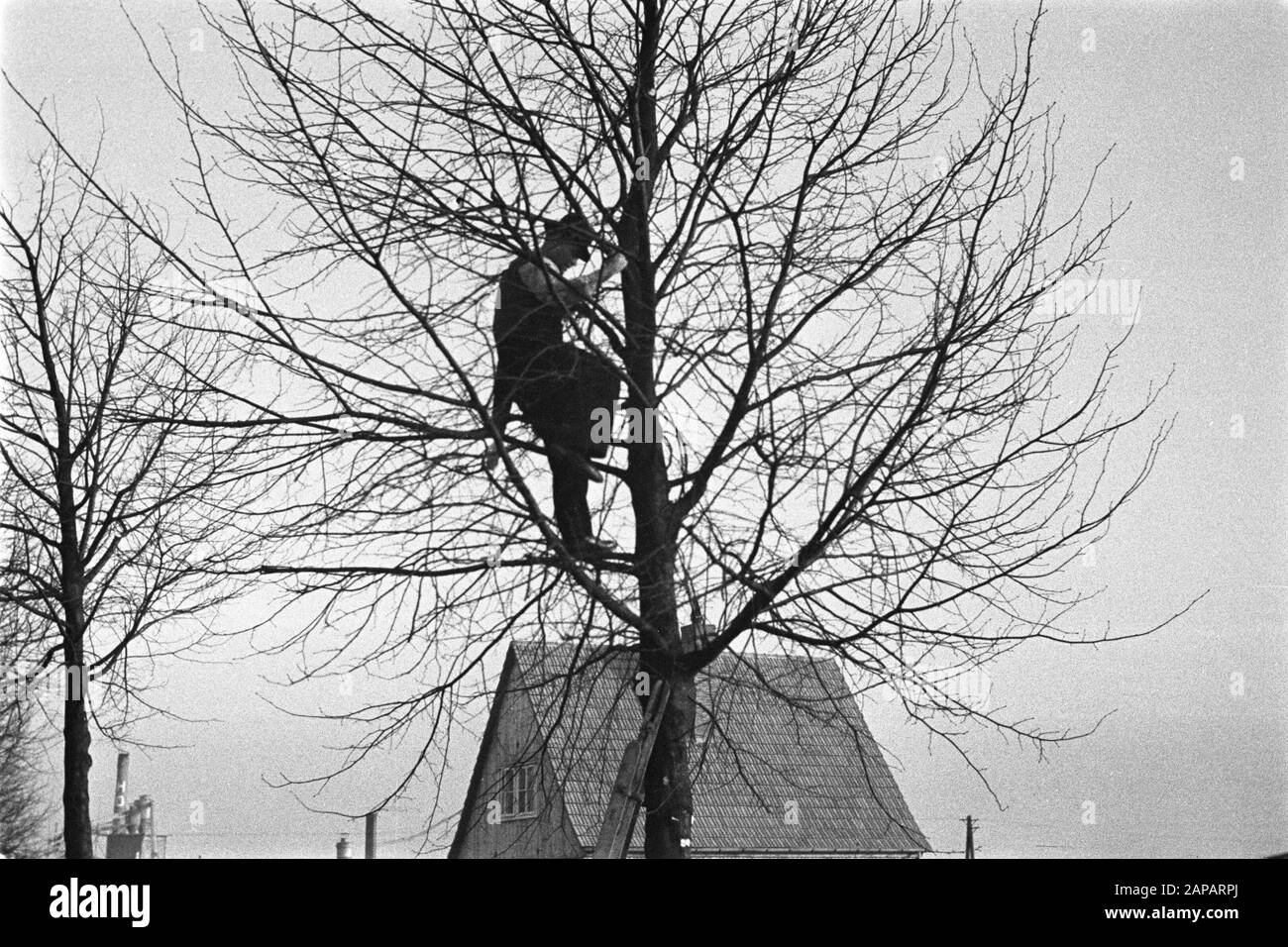 forestry, workers, pruning Date: 1949 Keywords: workers, forestry, pruning Stock Photo