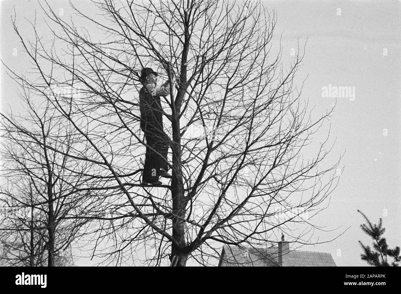 forestry, workers, pruning Date: 1949 Keywords: workers, forestry, pruning Stock Photo