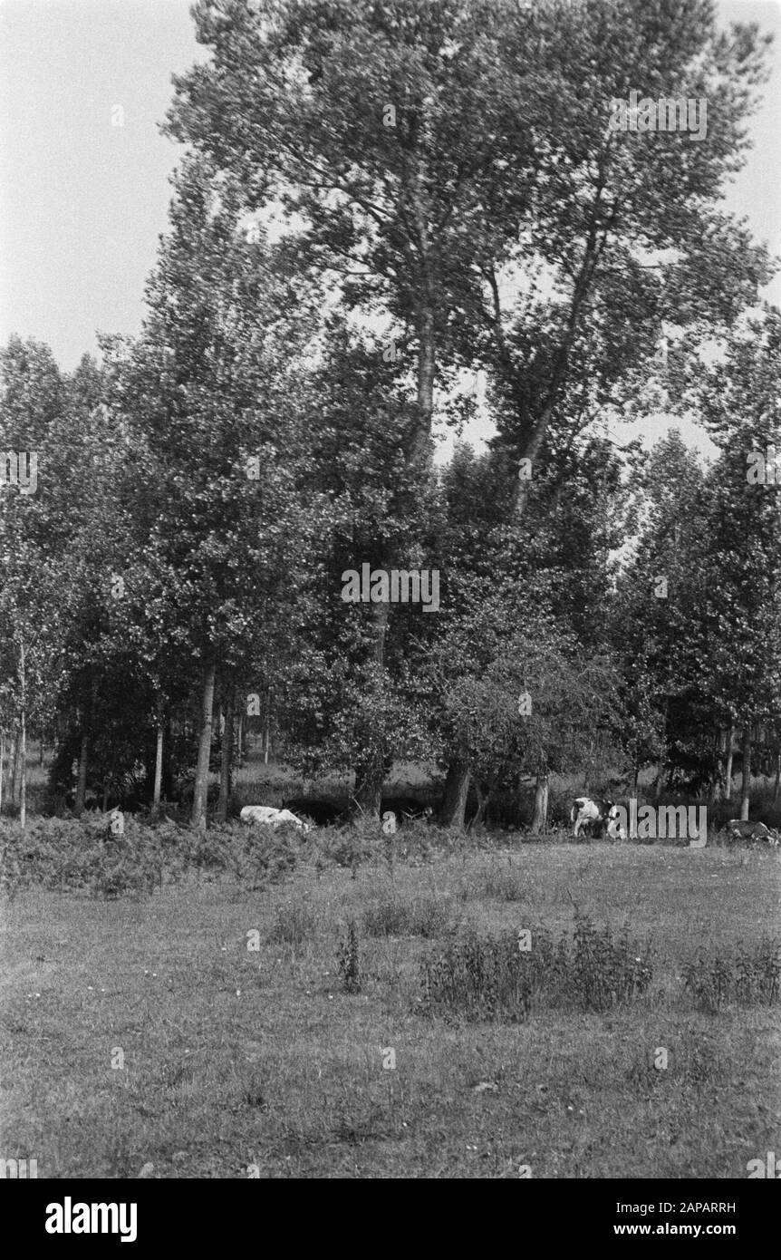 35-40 years Date: June 1934 Location: Pontvallain Keywords: poplars and willows Personal name: sacre rouge Stock Photo