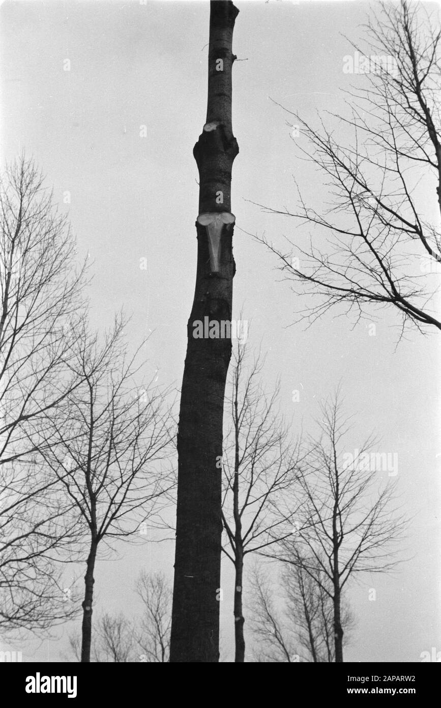 trees, pruning, pruning Date: undated Keywords: trees, pruning, pruning Stock Photo
