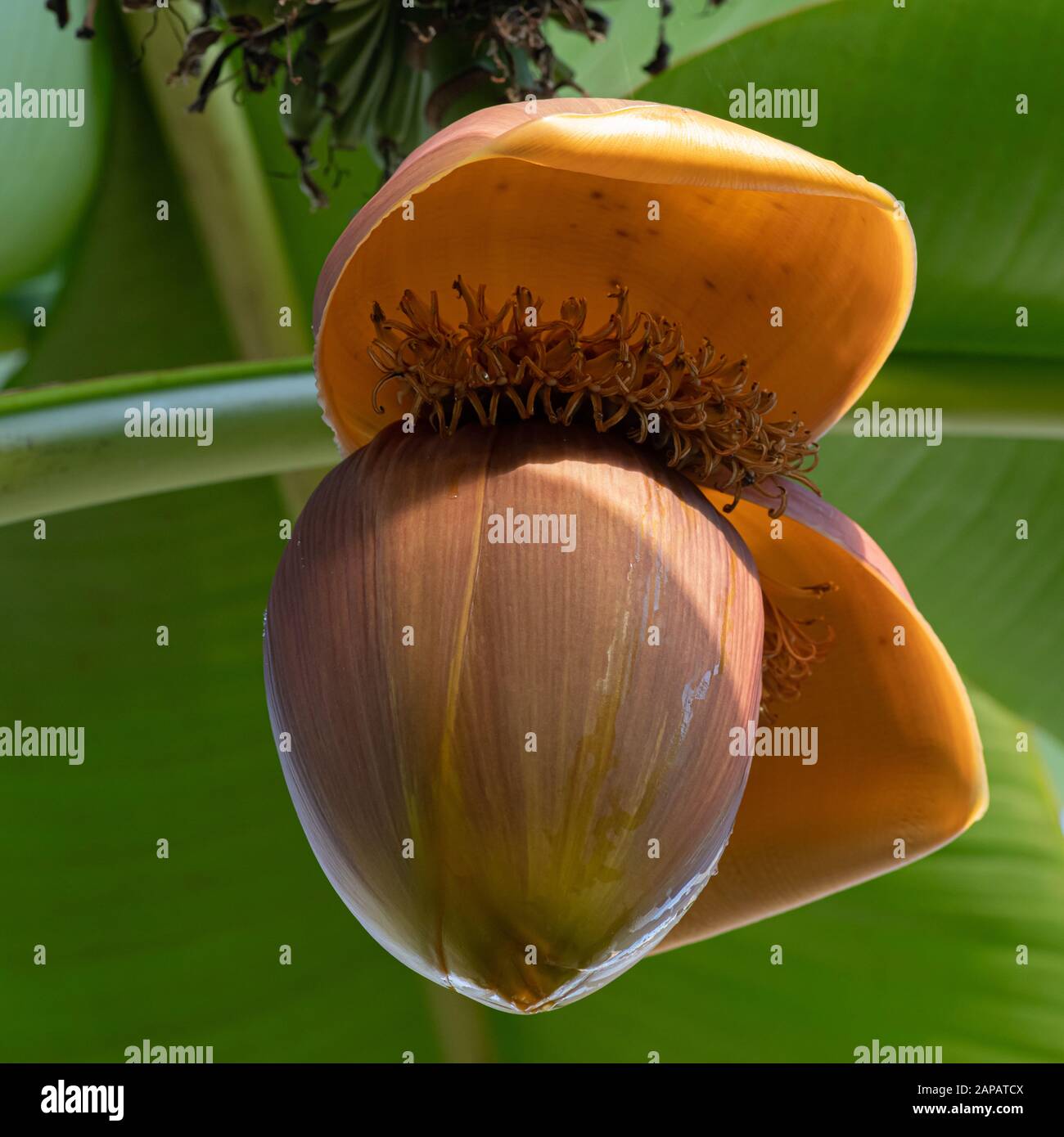 Fruit of the Japanese banana plant Stock Photo Alamy