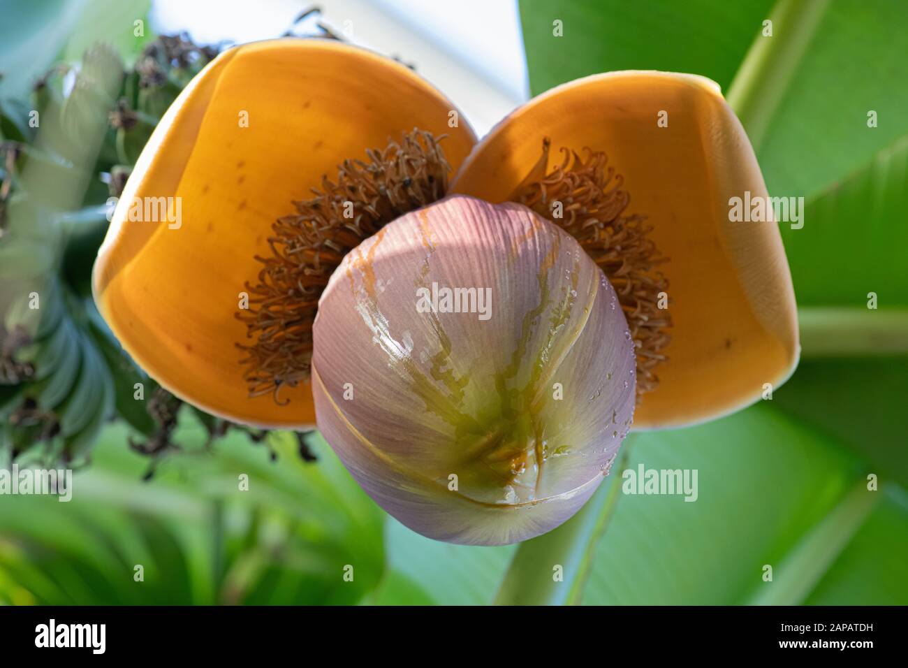 Fruit of the Japanese banana plant Stock Photo Alamy