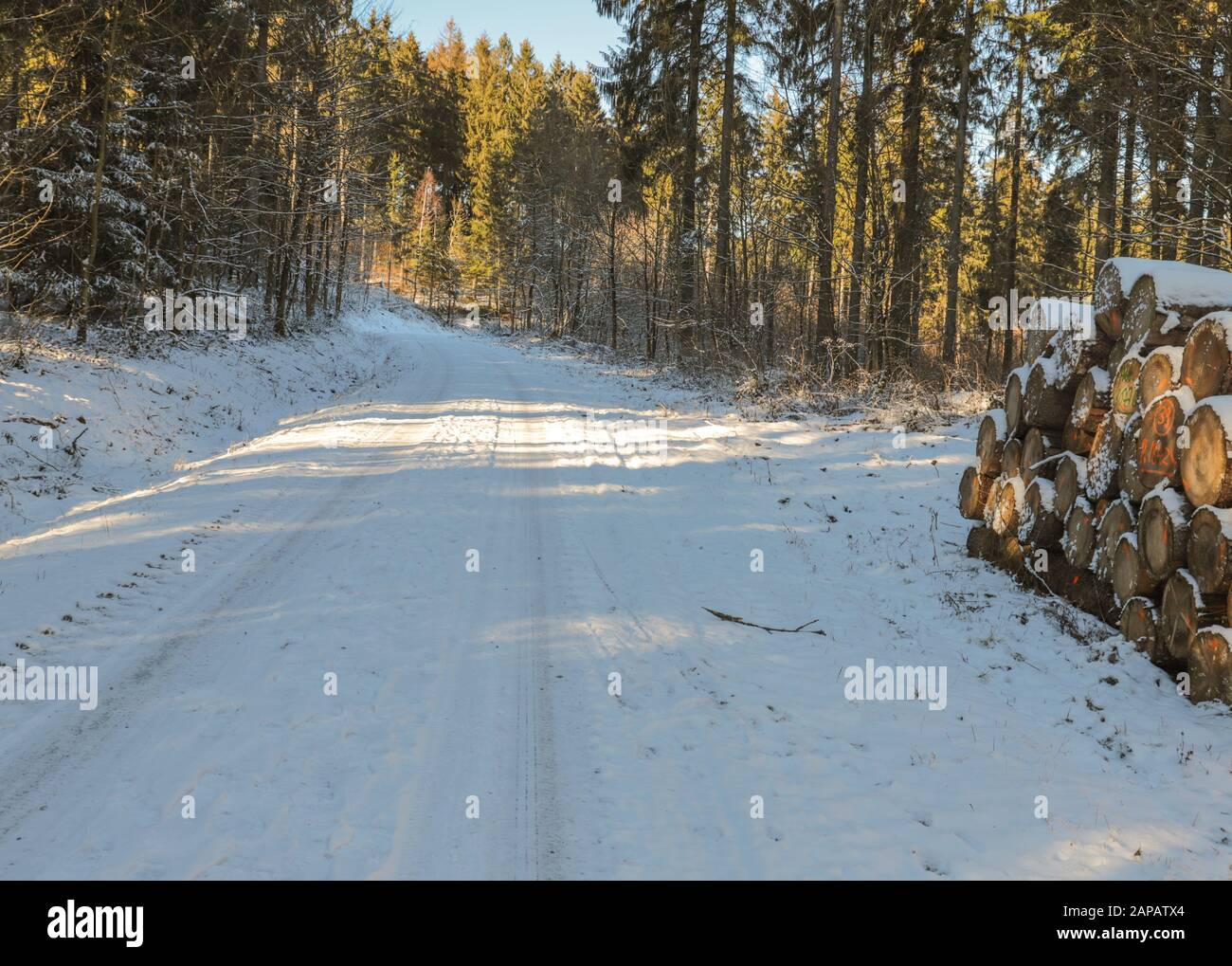 hiking trail in winter in the forest on a sunny day Stock Photo