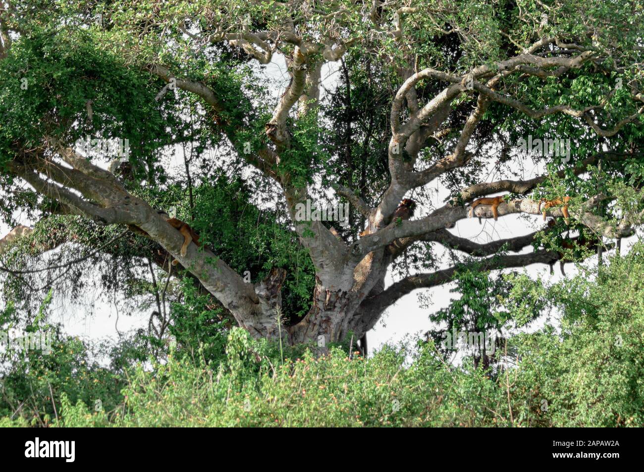 A whole pride of tree climbing lions rest on the branches of this