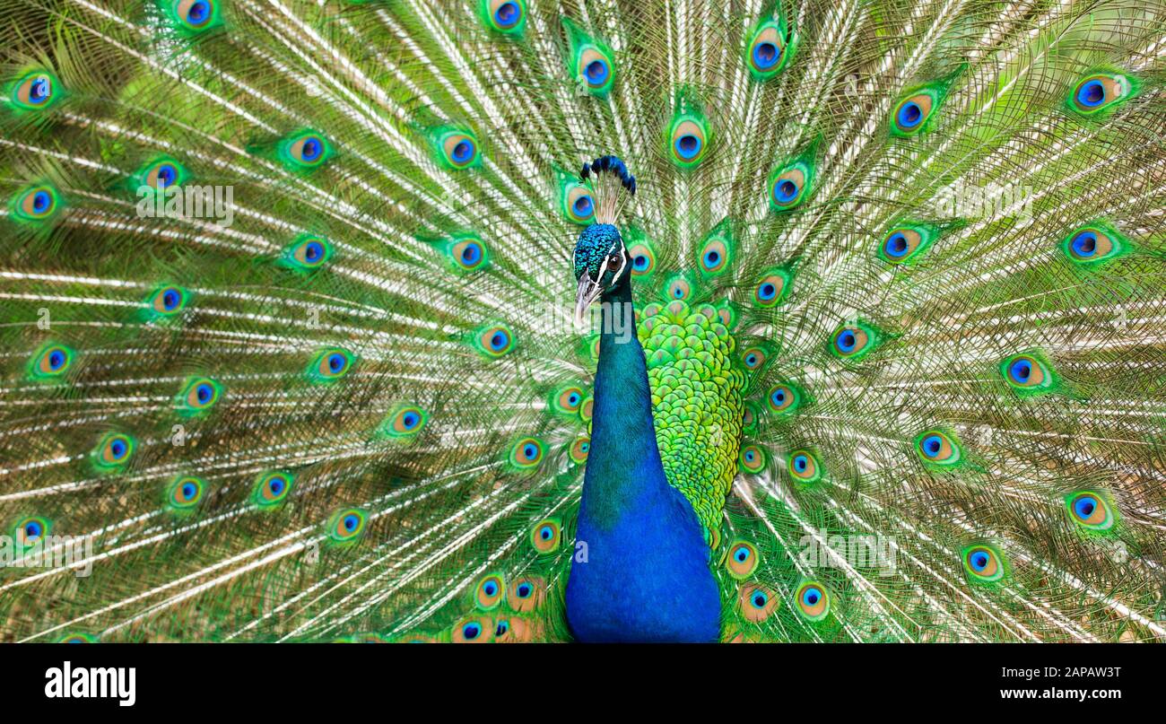 Proud Peacock. bright bird with beautiful plumage, green shades. Stock Photo