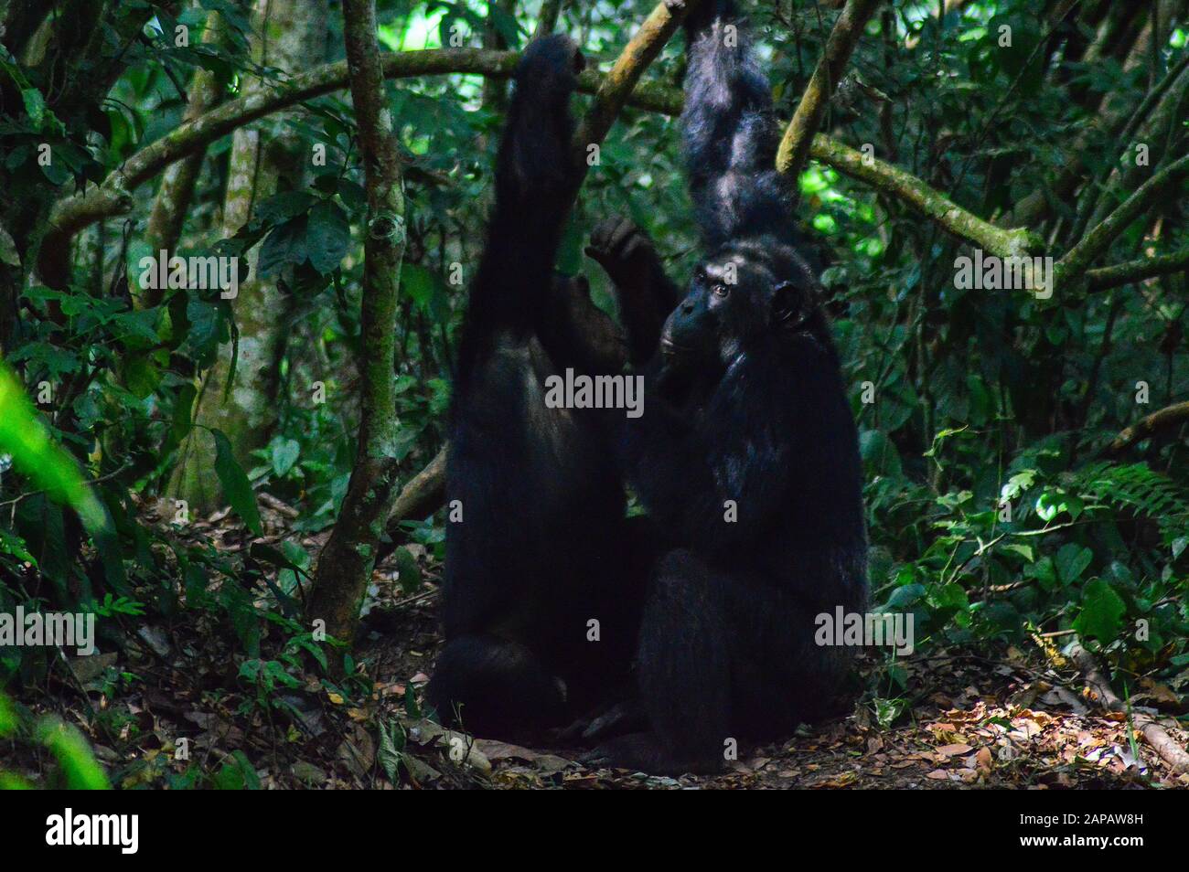 Two chimpanzees captured in Kyambura Gorge, Queen Elizabeth National Park, Western Uganda Stock Photo