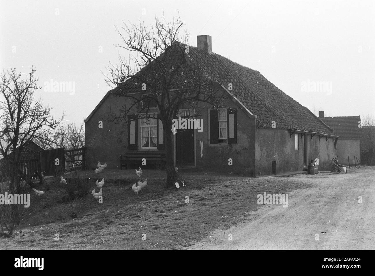 Fixed Points Cultural Service Description: Farmhouse in Buren (subdivision Maurikse Wetering) Annotation: B-2. In the foreground scurrying chickens Date: March 1954 Location: Betuwe, Neighbors Keywords: land consolidation, terrain water adjustments Stock Photo