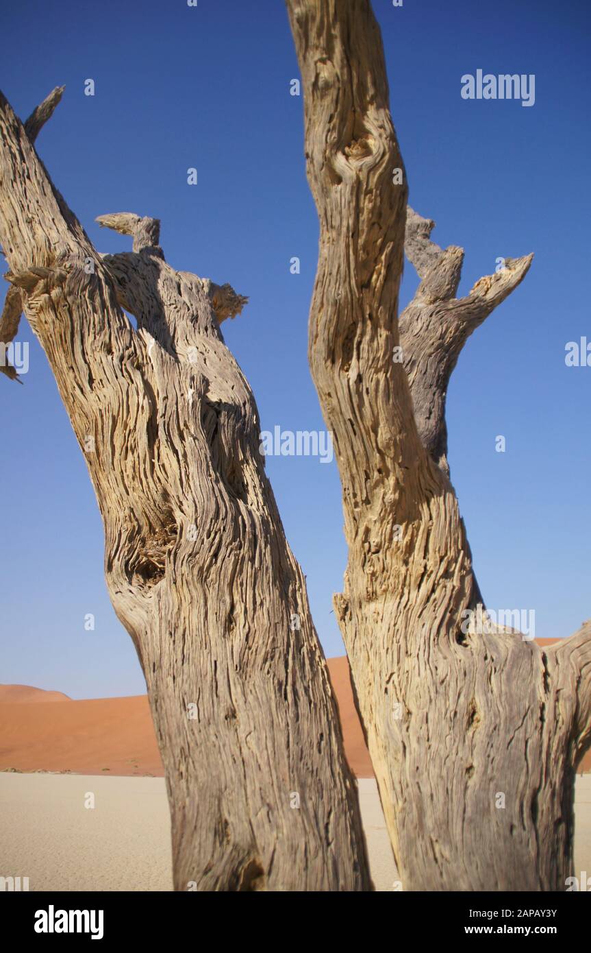old tree closeup deadvlei sossusvlei Stock Photo