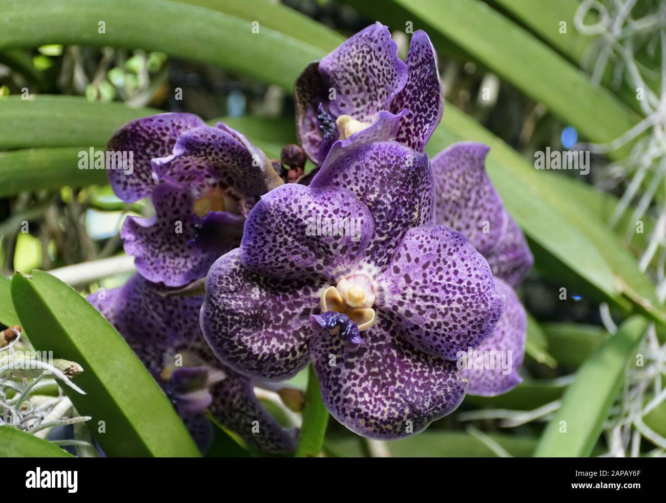 Beautiful Vanda Sansai Blue Orchid flowers Stock Photo