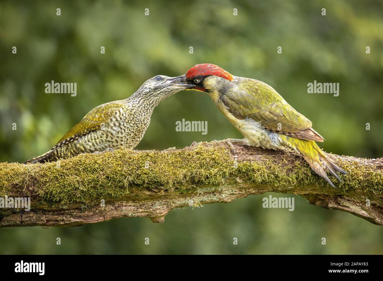Feeding Green Juvenile Woodpecker Wildlife on branch UK Nature Stock Photo
