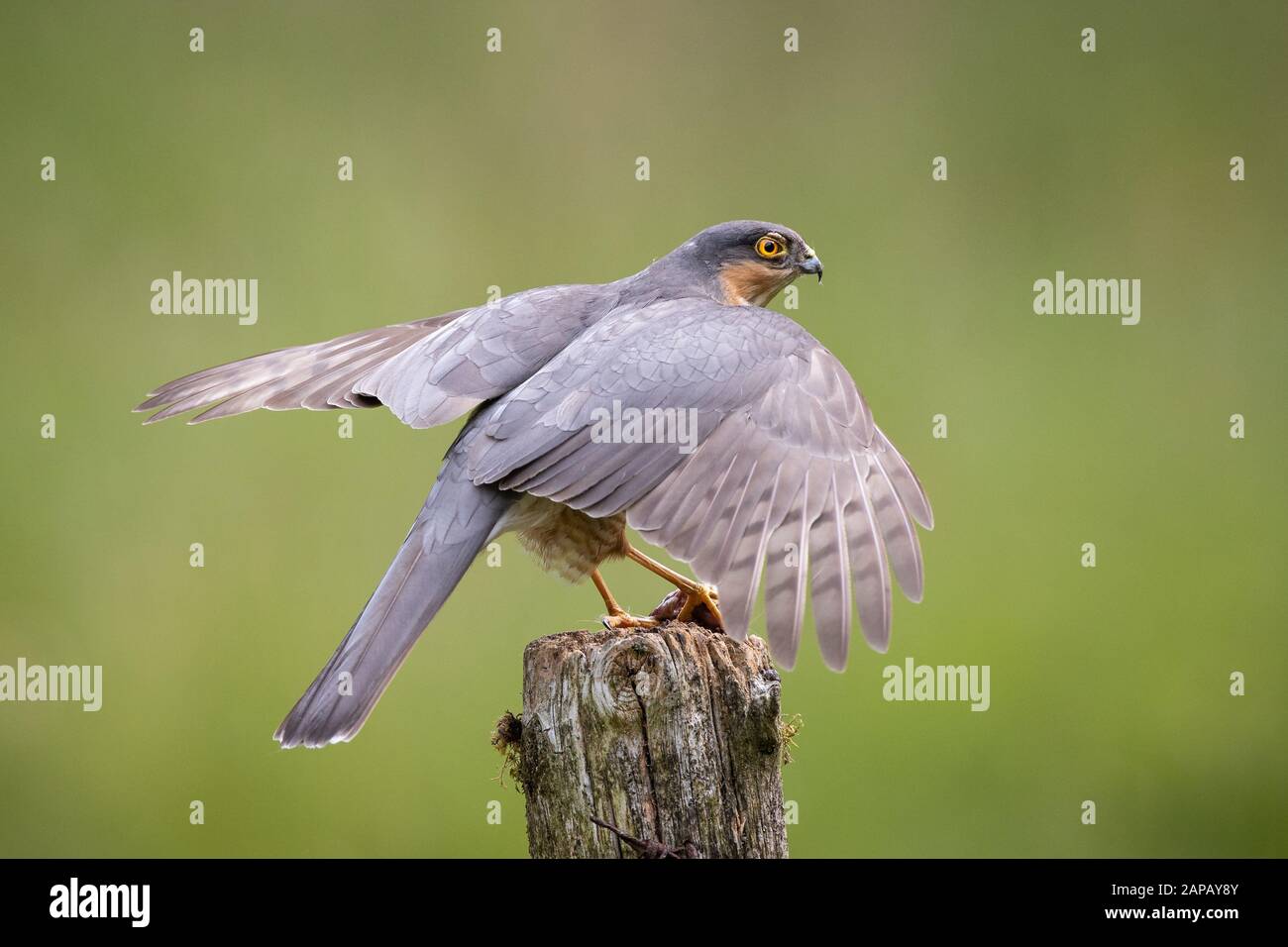Protecting Male Sparrow Hawk on perch post in field hunting Stock Photo