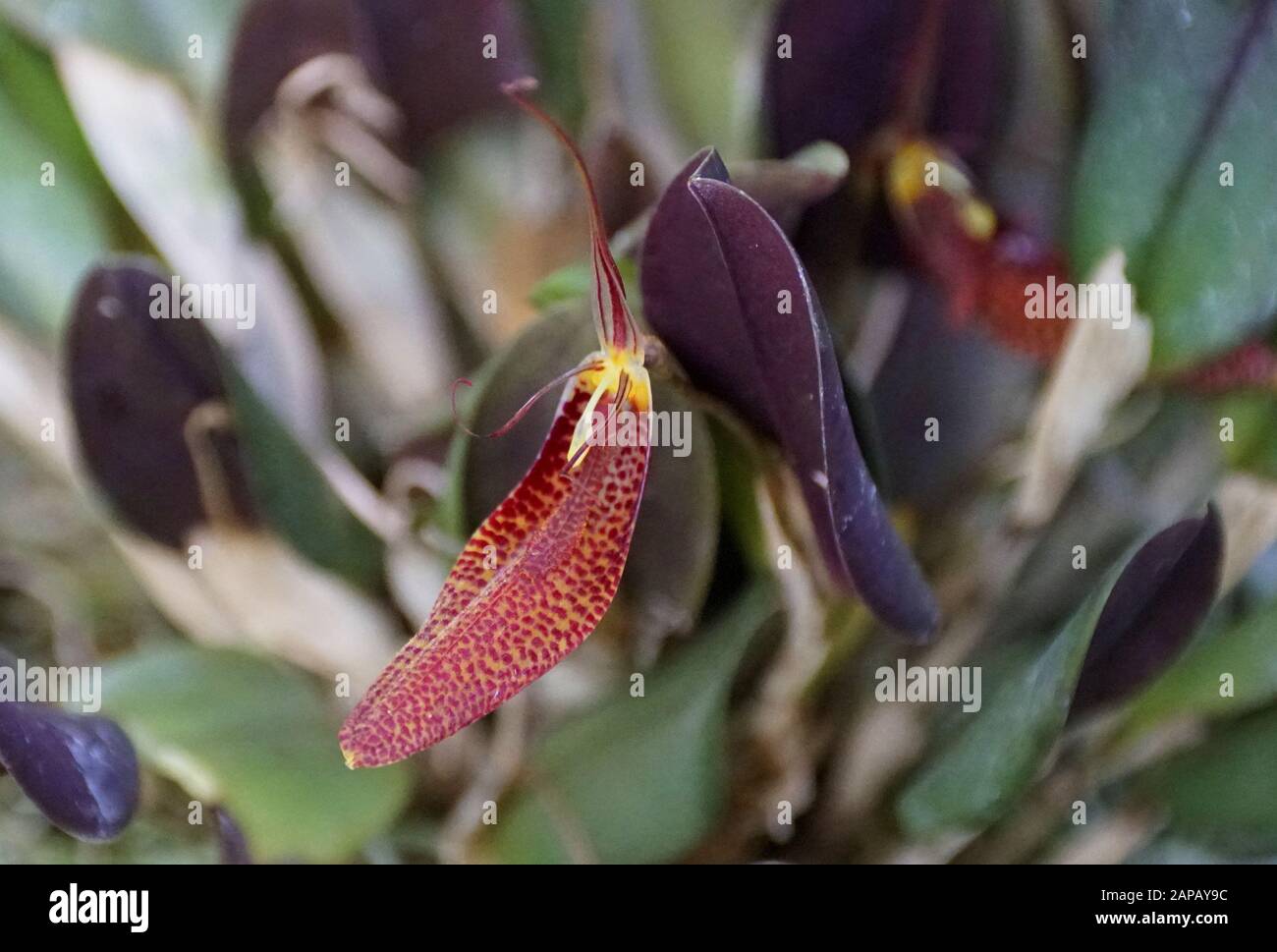 Close up of the tiny red Restrepia orchid flower Stock Photo
