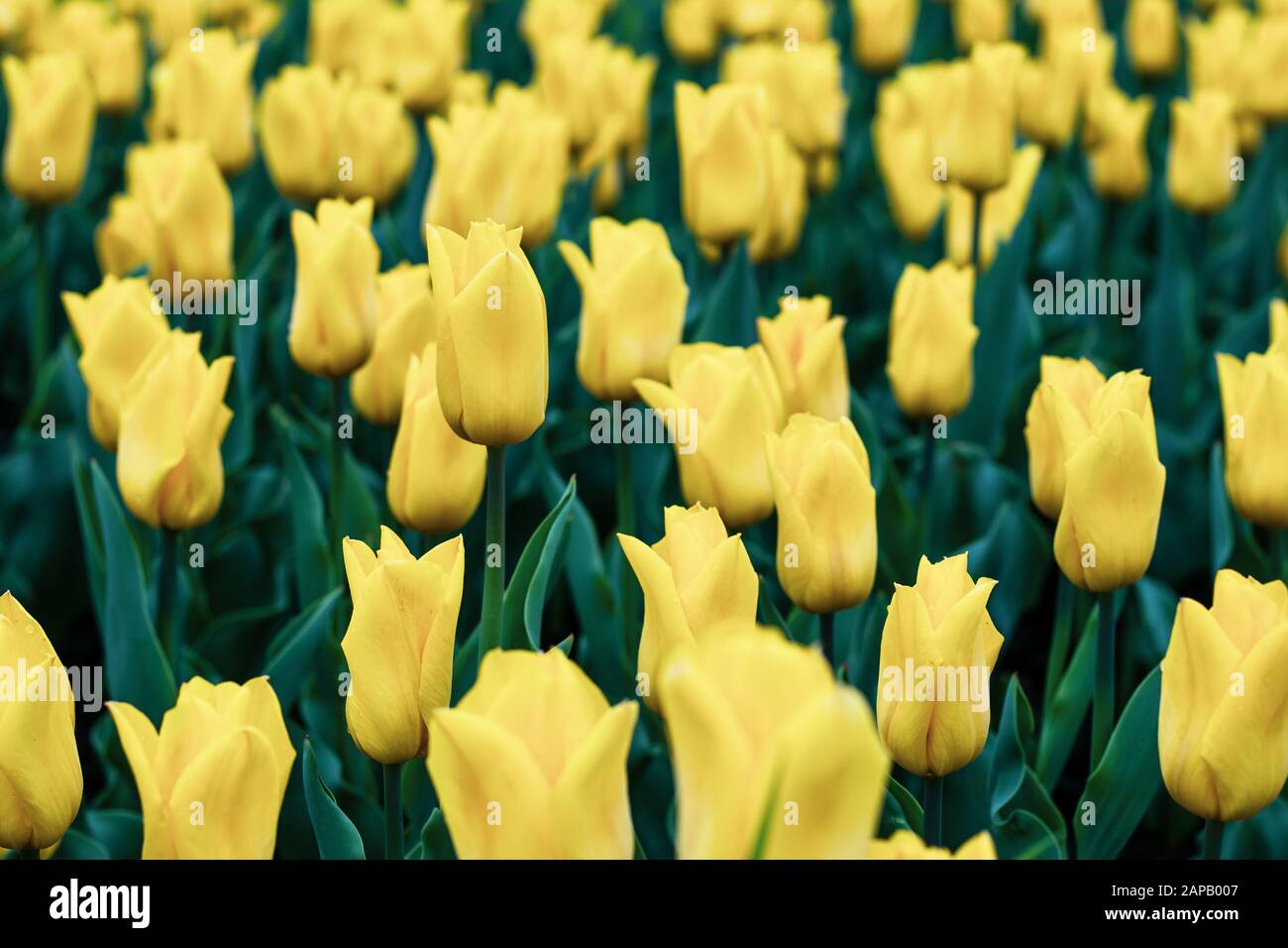 Spring season wallpaper hi-res stock photography and images - Alamy