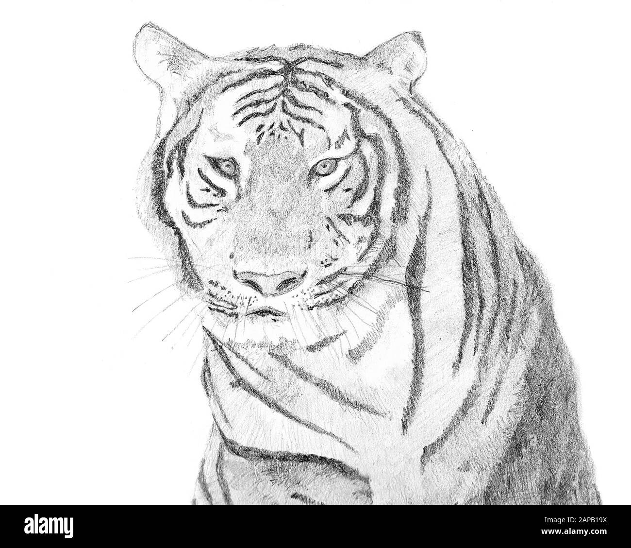 Pencil drawing and animal hi-res stock photography and images - Page 2 -  Alamy