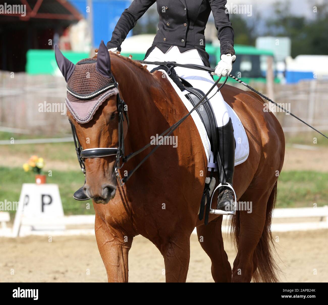 Vintage horse saddle on green hi-res stock photography and images - Alamy
