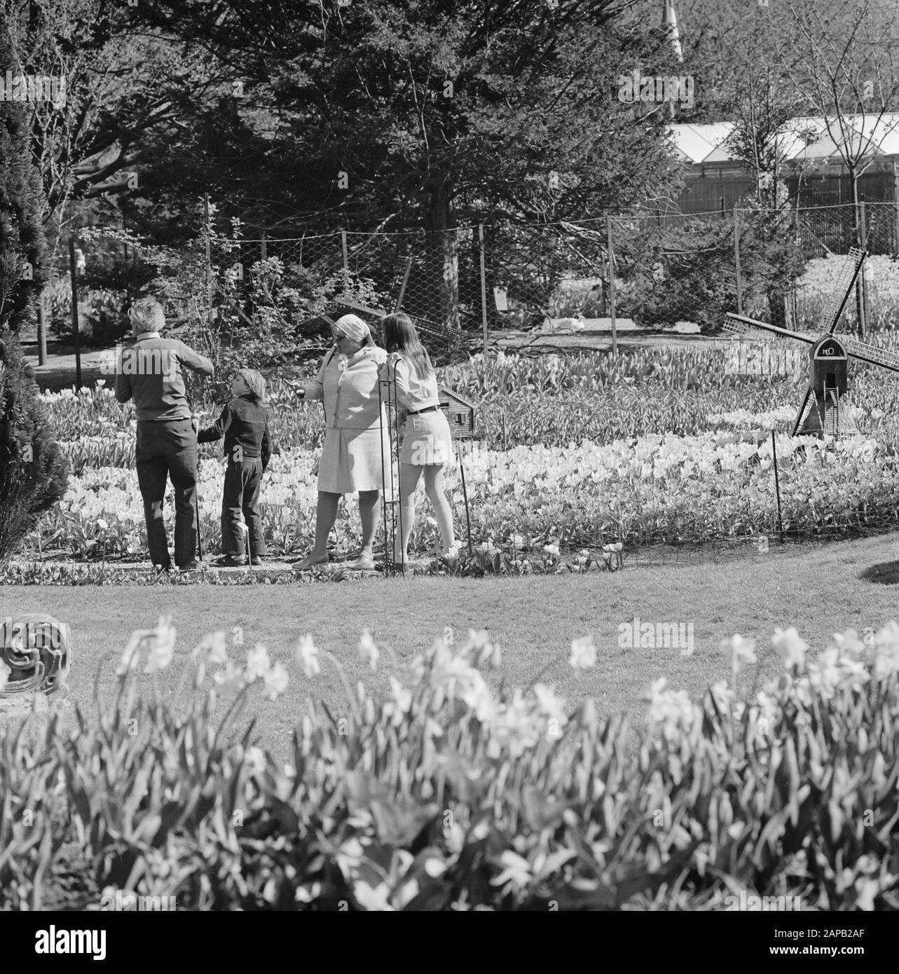 Frans roozen tulip hi-res stock photography and images - Alamy