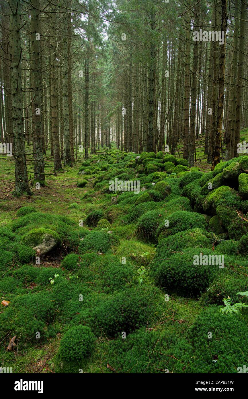 An old stone wall completely covered with moss Stock Photo - Alamy