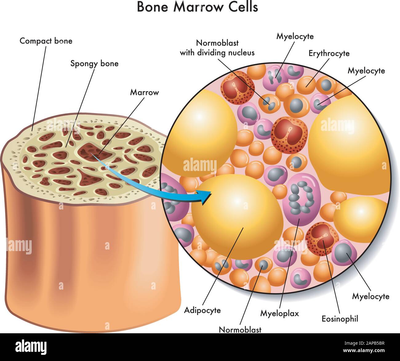 Medical illustration of the composition of bone marrow cells. Stock Vector