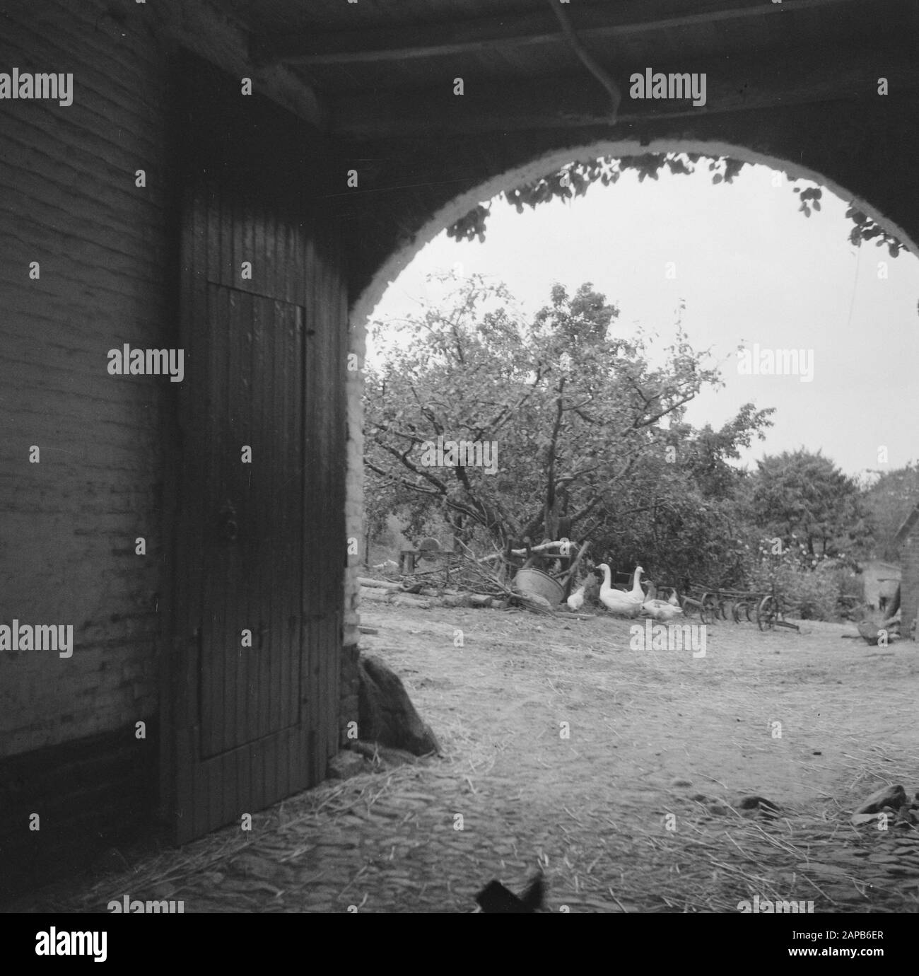 Annexation [Look through yard farm with scurrying geese and chickens] Date: 1945 Stock Photo