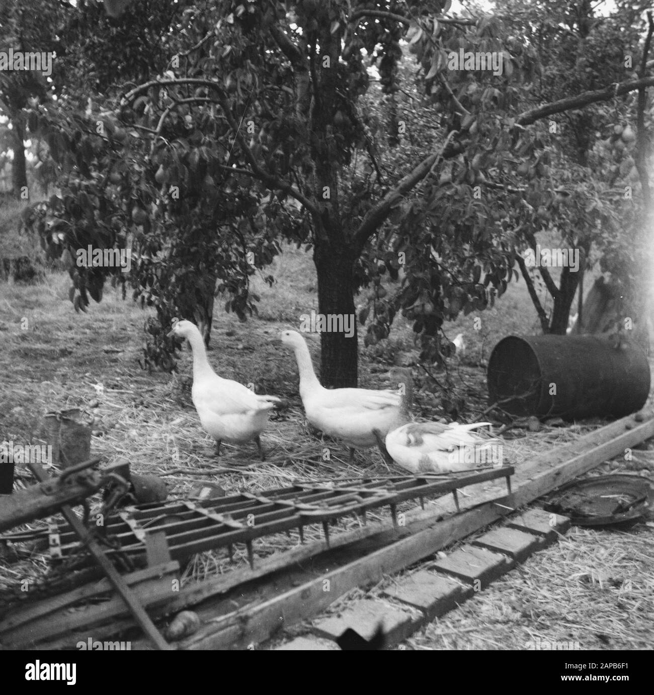 Annexation [Look through yard farm with scurrying geese and chickens] Date: 1945 Stock Photo