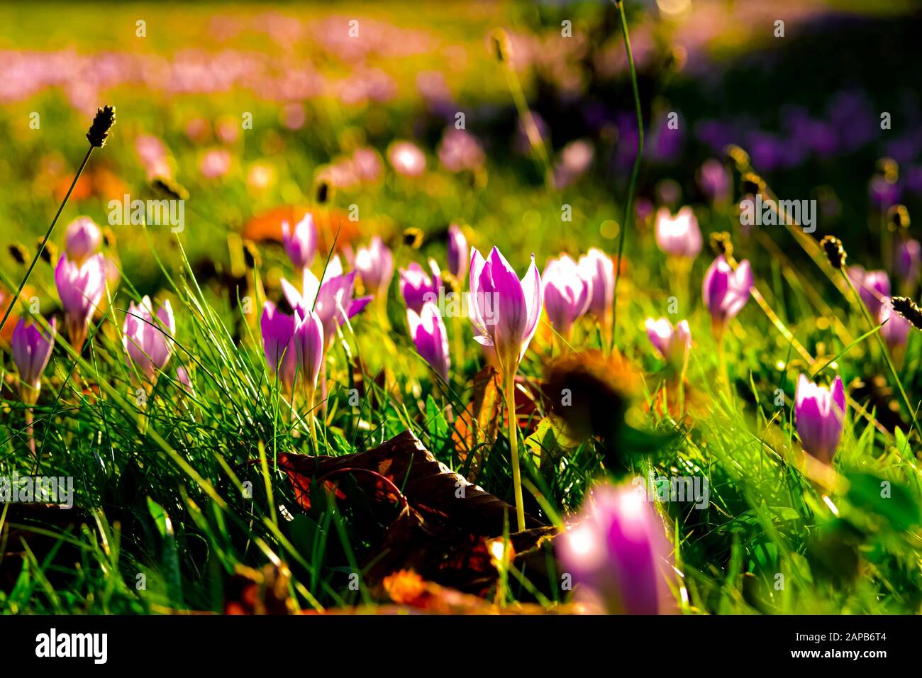 Nice tender lilac flower field. Autumn crocus, colchicum autumnale, meadow suffron flowers at the sunset. Stock Photo