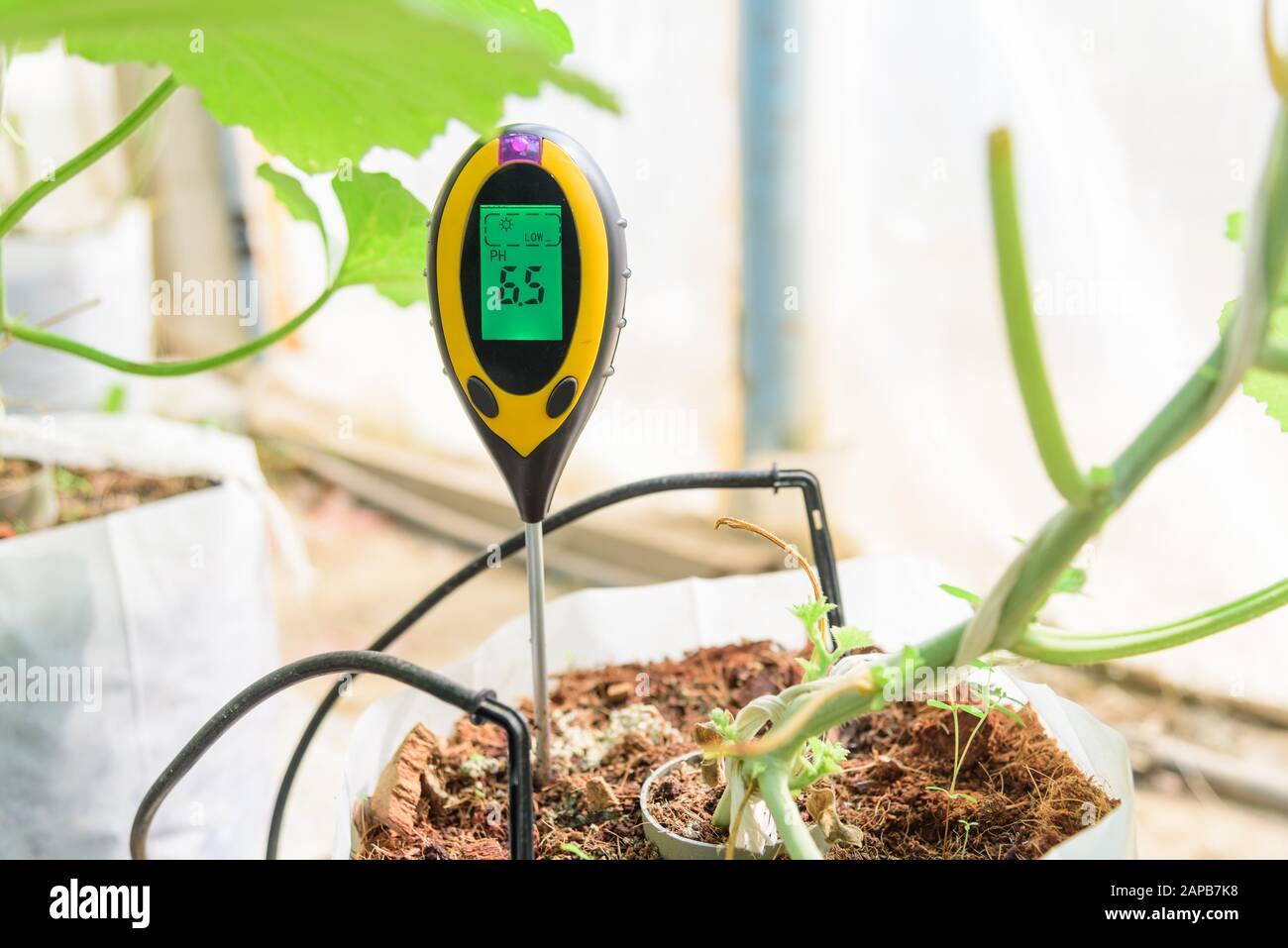 Use soil PH meter for check the PH value Stock Photo Alamy
