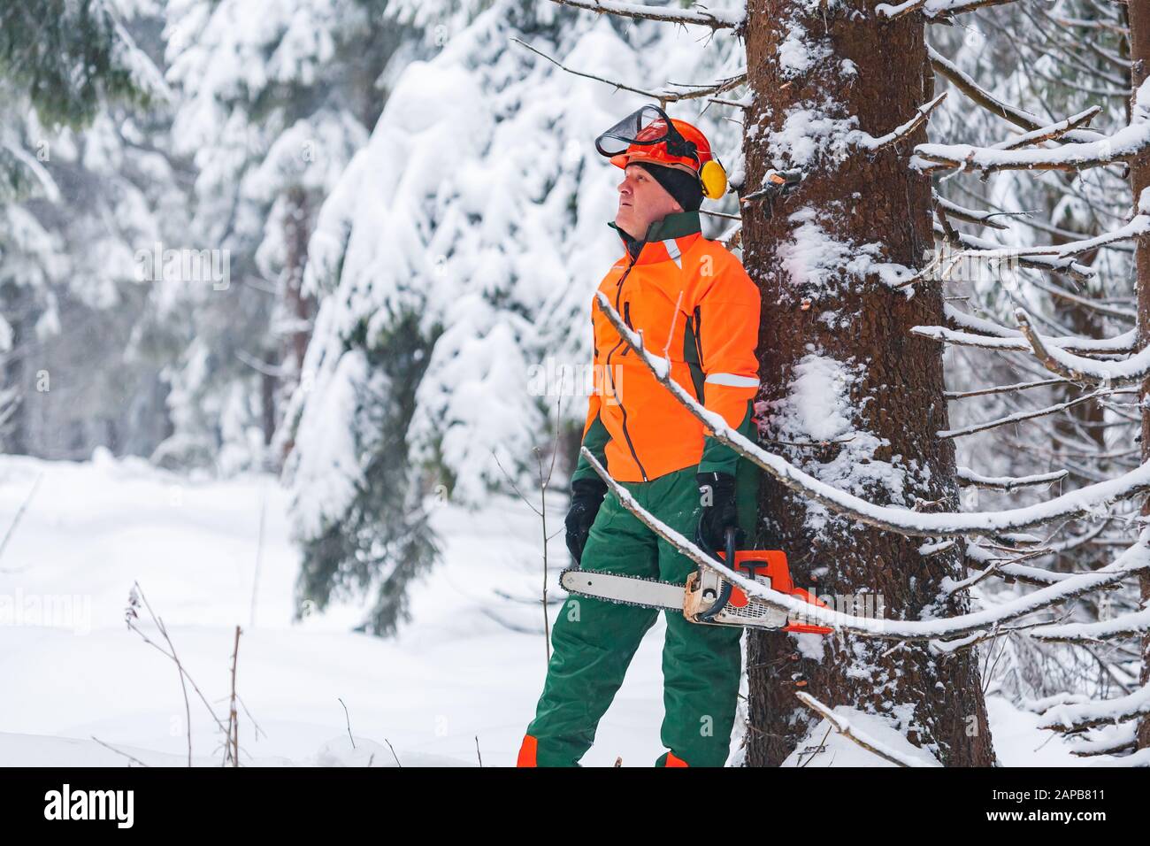 a woodcutter at work in the wintry forest Stock Photo - Alamy