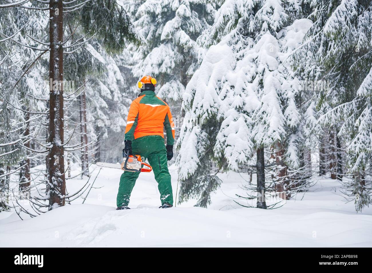 a woodcutter at work in the wintry forest Stock Photo - Alamy