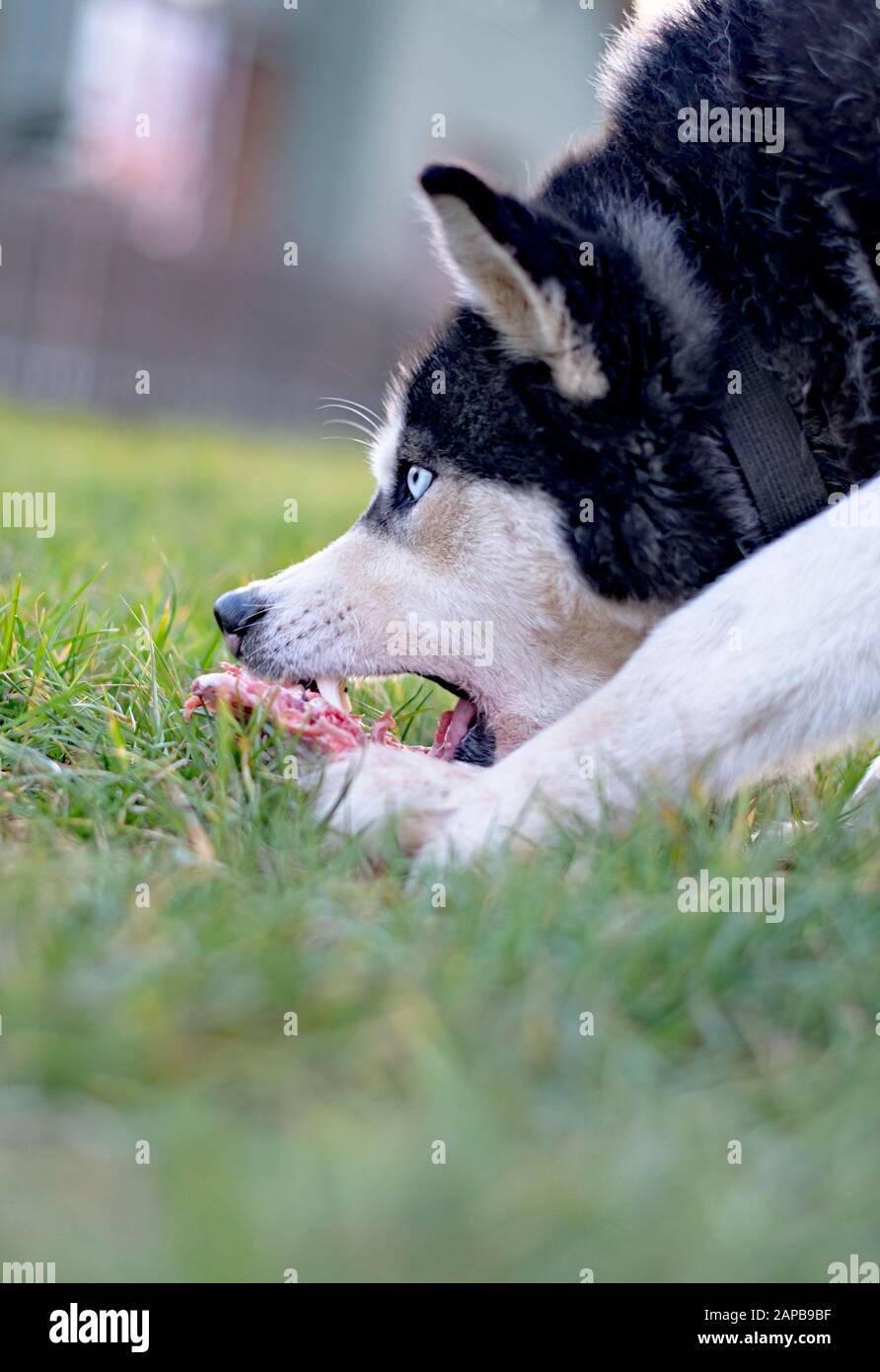 Husky dog eat bone on meadow. Close up Stock Photo - Alamy