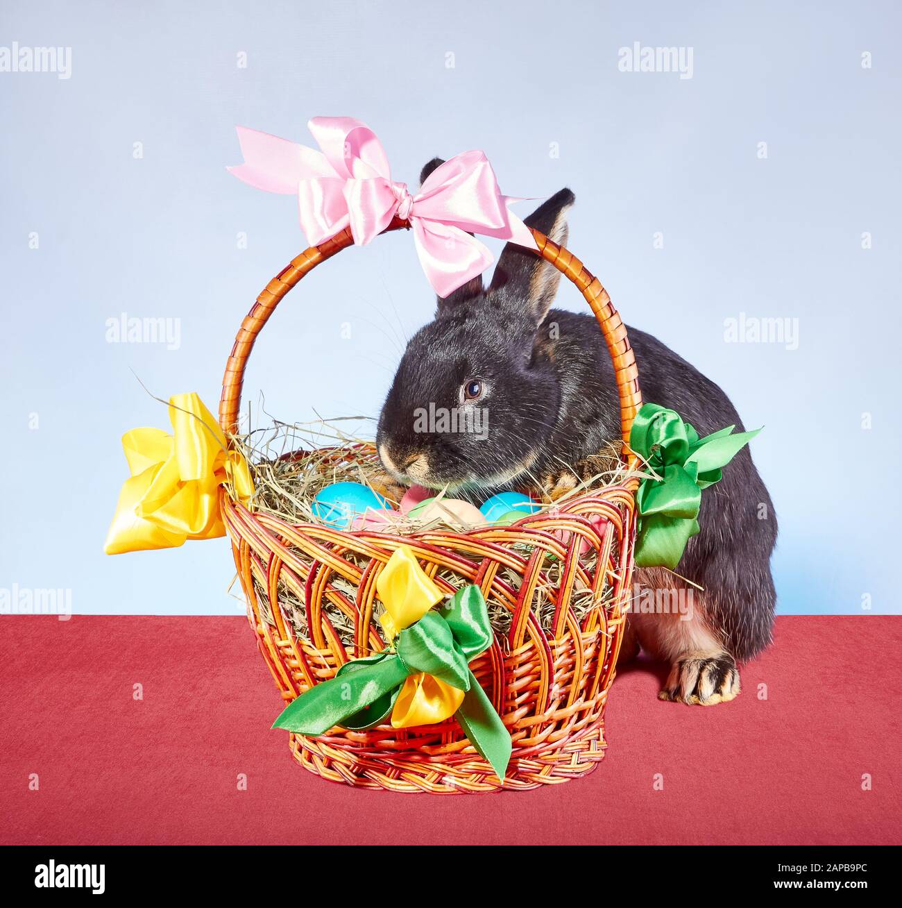 On the basket with Easter eggs sitting black rabbit Stock Photo - Alamy